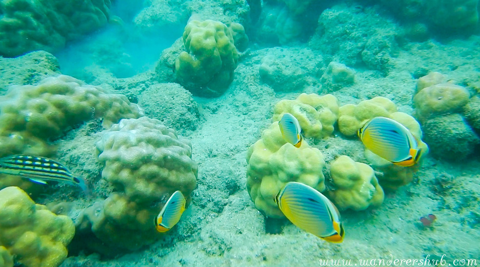 coral life havelock elephant beach havelock island andaman