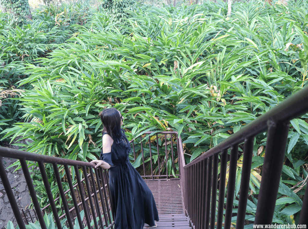 treehouse in the midst of cardamom plantation