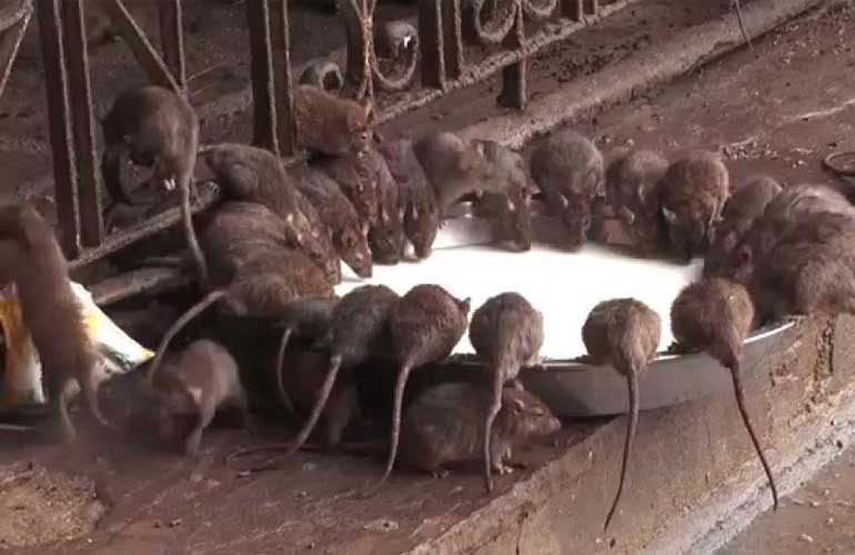 2Temple Of Rats, Deshnok, India