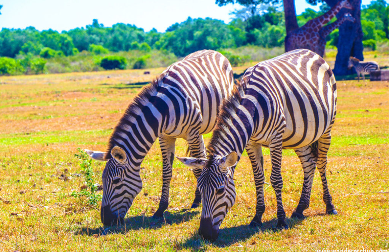 Zebras Calauit Safari Park
