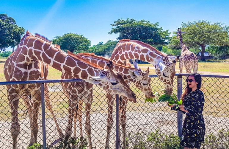 feeding at Calauit Safari Park