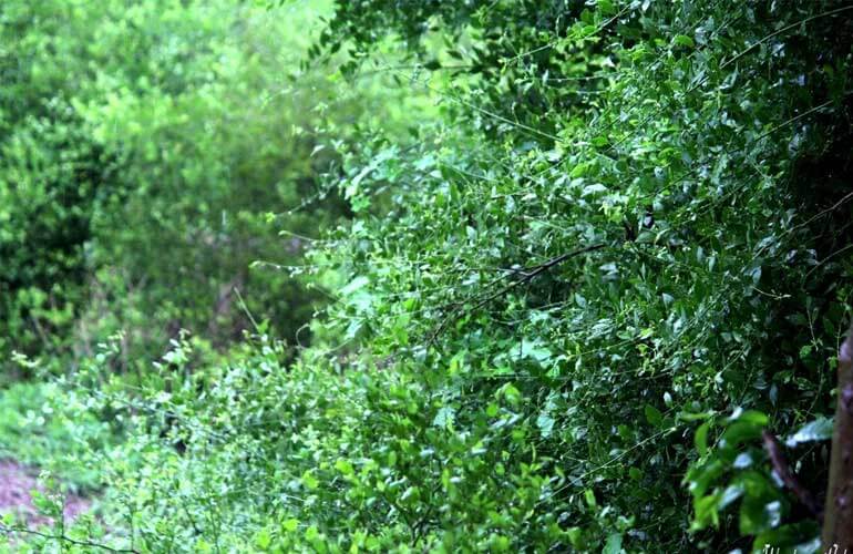 Thick patches of entangled trees at Bharatpur Bird Sanctuary 