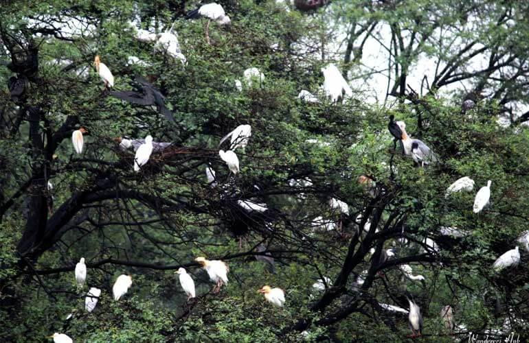 Keoladeo National Park - birds