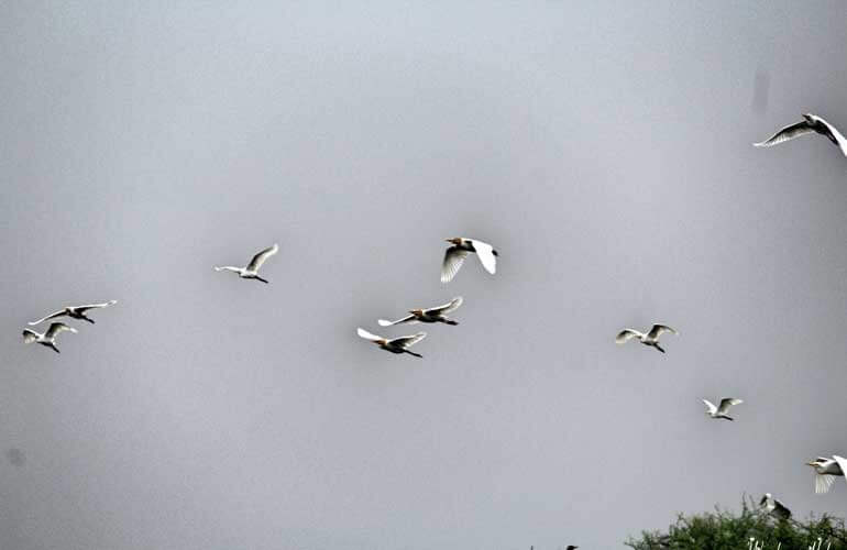 Bharatpur Bird Park