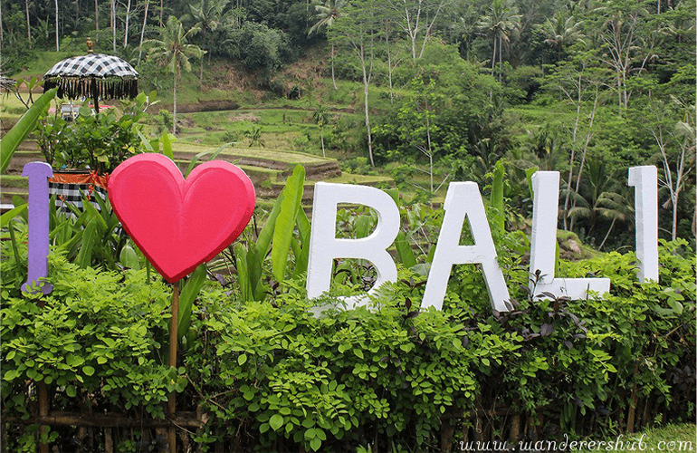 Rice paddies in Ubud Bali