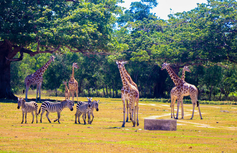 Calauit Safari Park Palawan