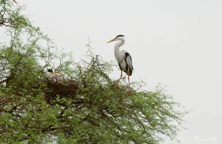 Grey herons Bharatpur Bird Sanctuary