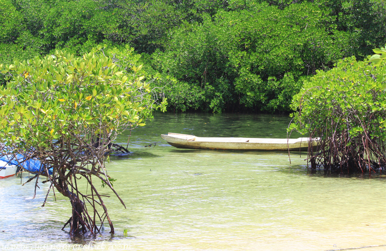 Mangrove Forest Lembongan Island Bali Indonesia Images