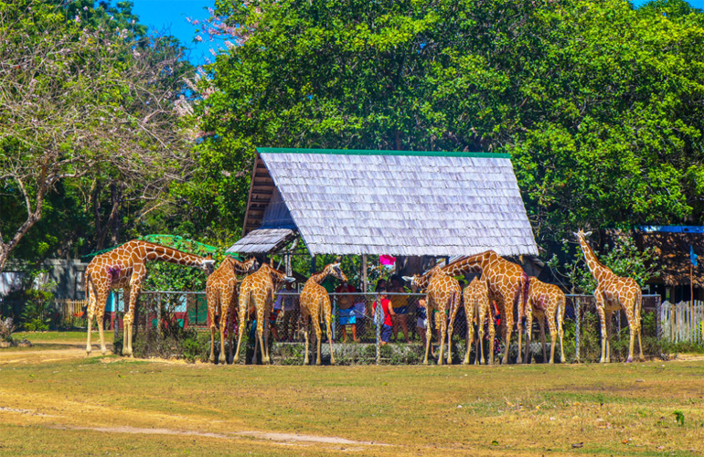 Giraffes Calauit Safari Park