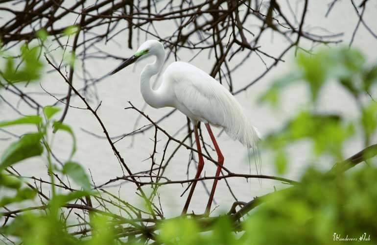 The Egret nesting around