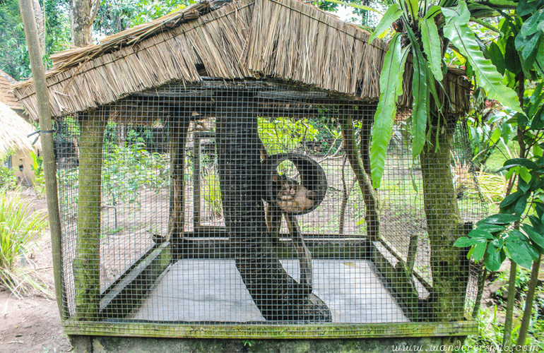 Civet Cat Poop Coffee Bali caged