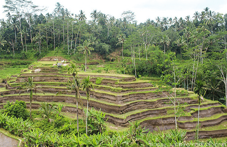 Tegalalang Rice Terrace in Ubud Bali