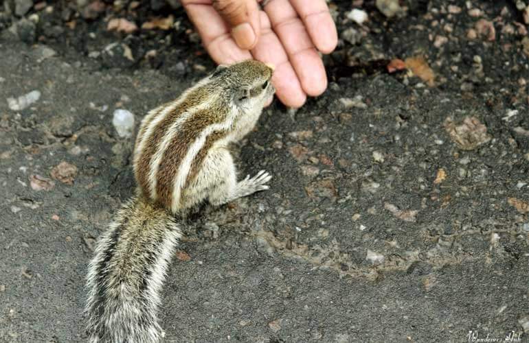 Squirrels at Bharatpur National Park