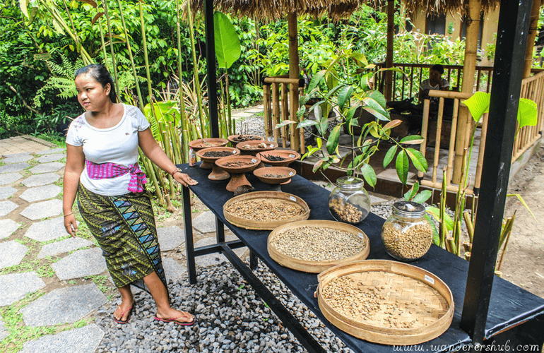 Civet Cat Poop Coffee Bali Farm House