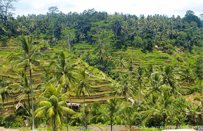  Tegalalang Rice Terrace in Ubud Bali