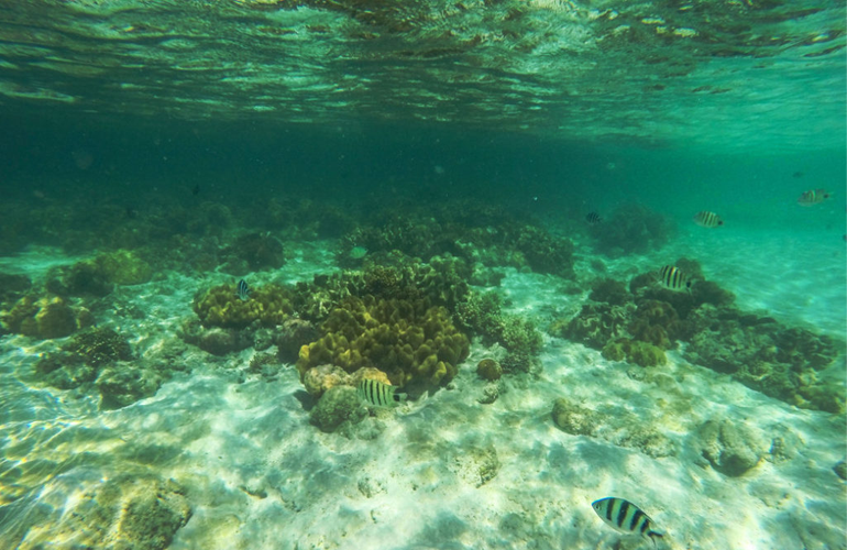 underwater life pass island