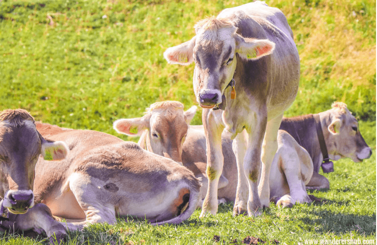 Mount Rigi cowsCows up at Mount Rigi Switzerland