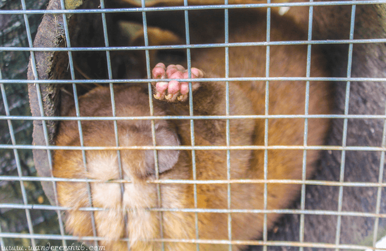 Civet Cat Poop Coffee Bali Torture