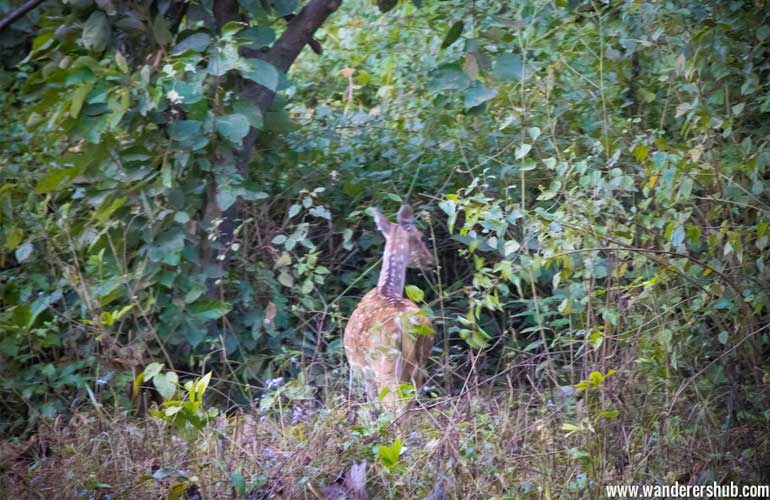 Deers in Corbett