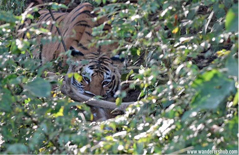 Tigers in Jim Corbett