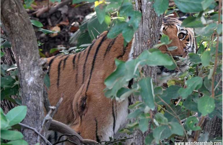 Tiger spotted Jim Corbett