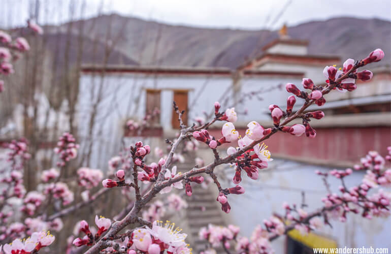 Leh Ladakh road trip