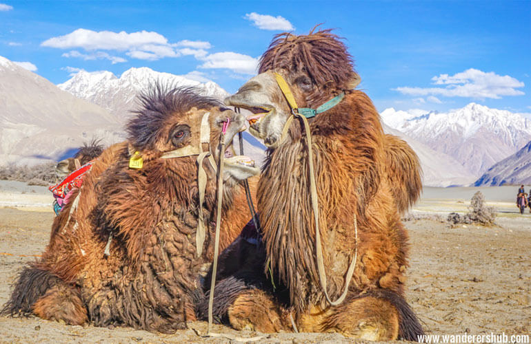 Leh Ladakh photos 