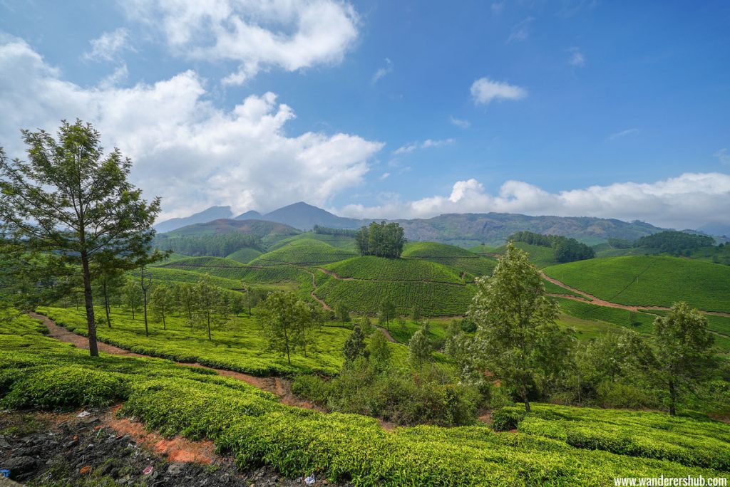 The beautiful journey from Munnar to Vagamon will enchant you